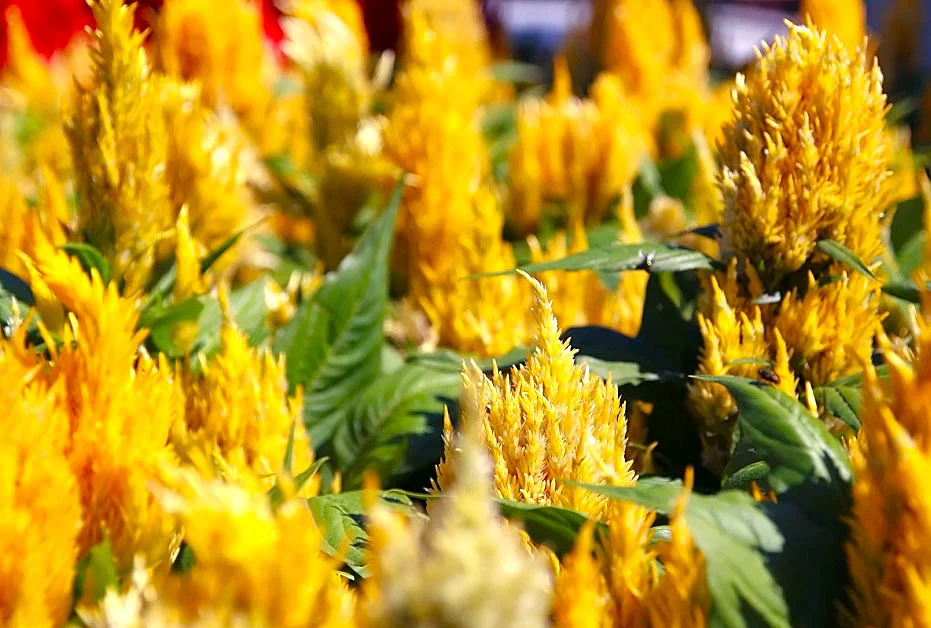 Golden Plume Celosia - Image 3