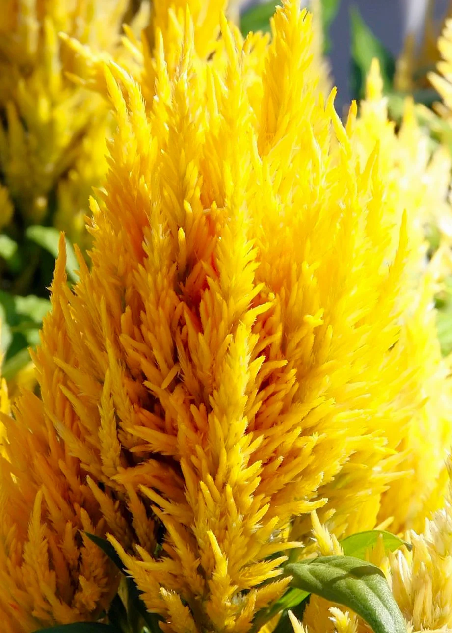 Golden Plume Celosia - Image 4