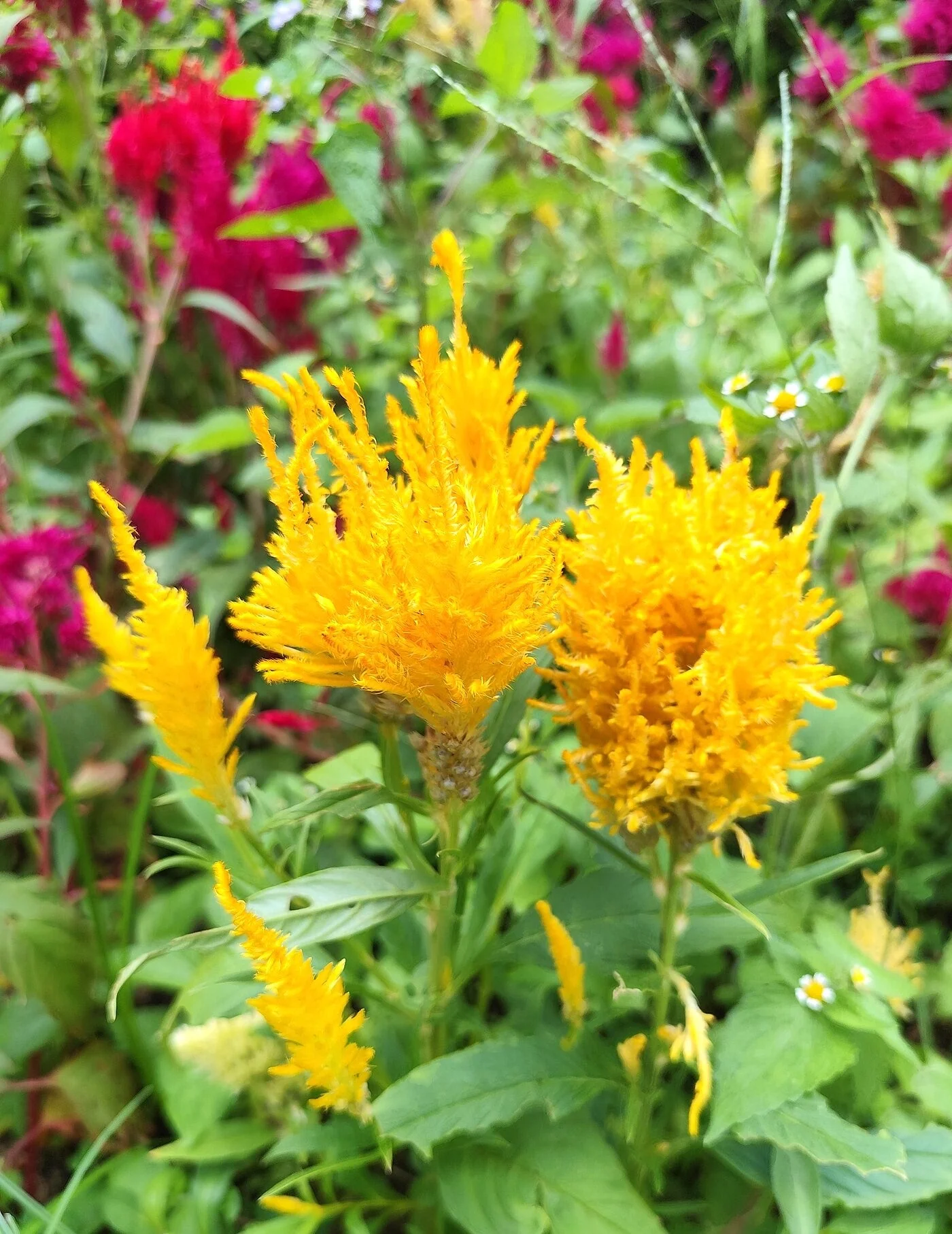 Golden Plume Celosia - Image 5