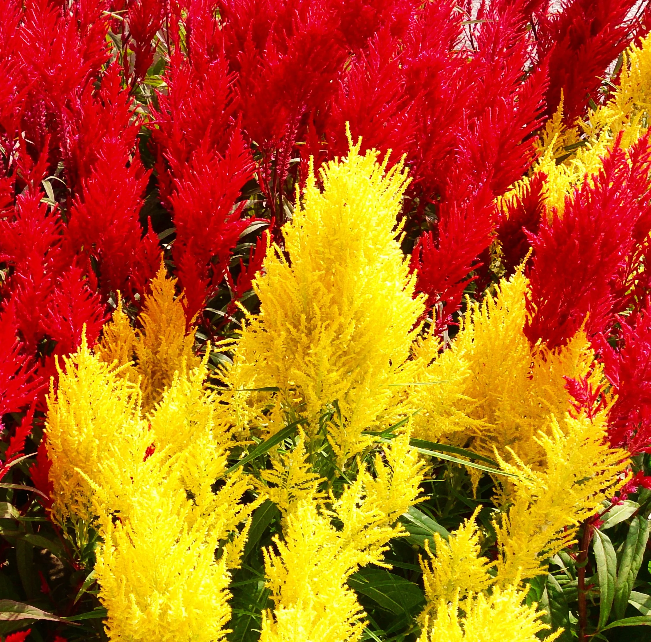 Golden Plume Celosia - Image 6