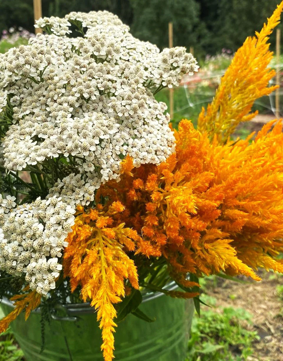 Golden Plume Celosia - Image 7