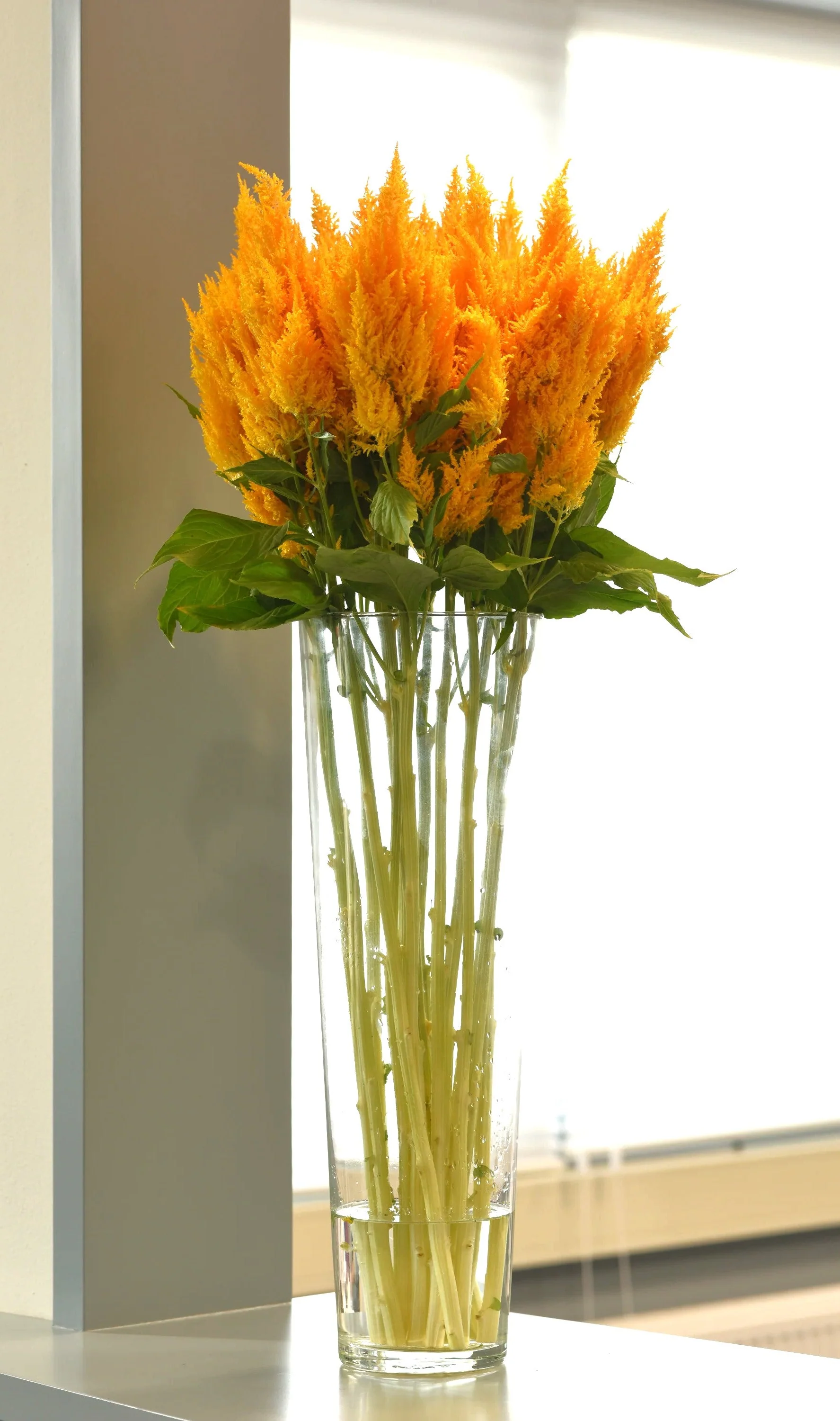 Golden Plume Celosia - Image 8