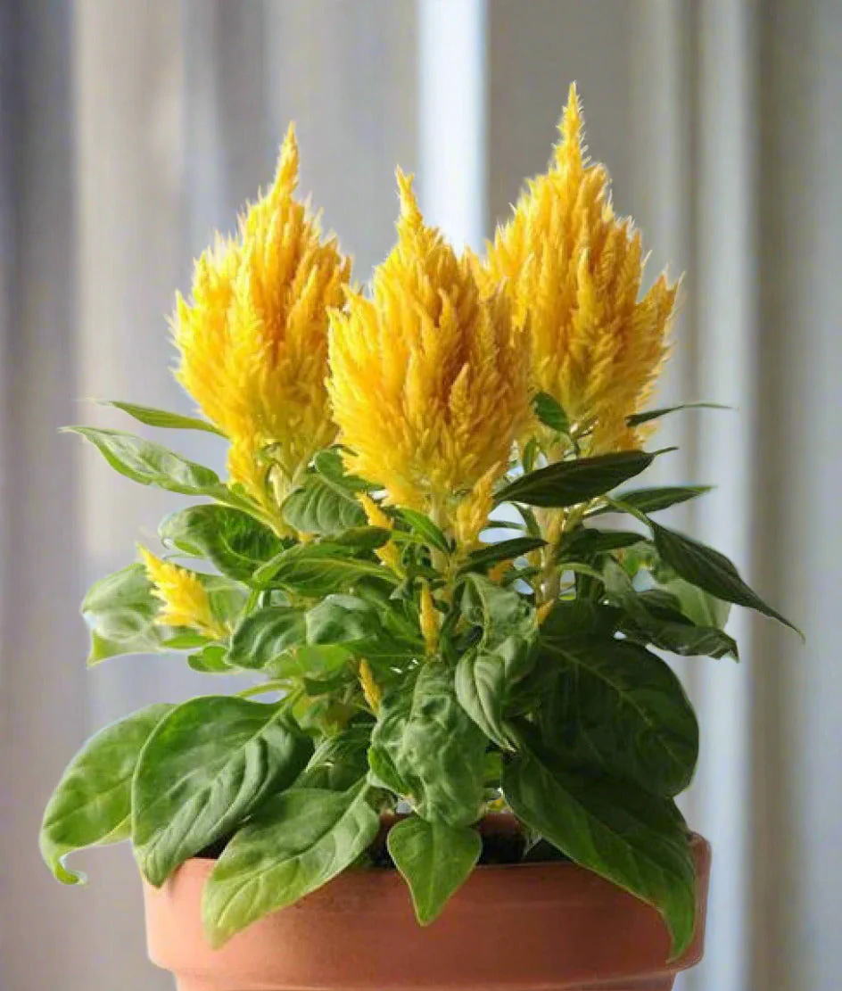 Golden Plume Celosia - Image 9