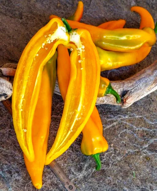 Golden Treasure Sweet Pepper (Italian Marconi) - Image 10