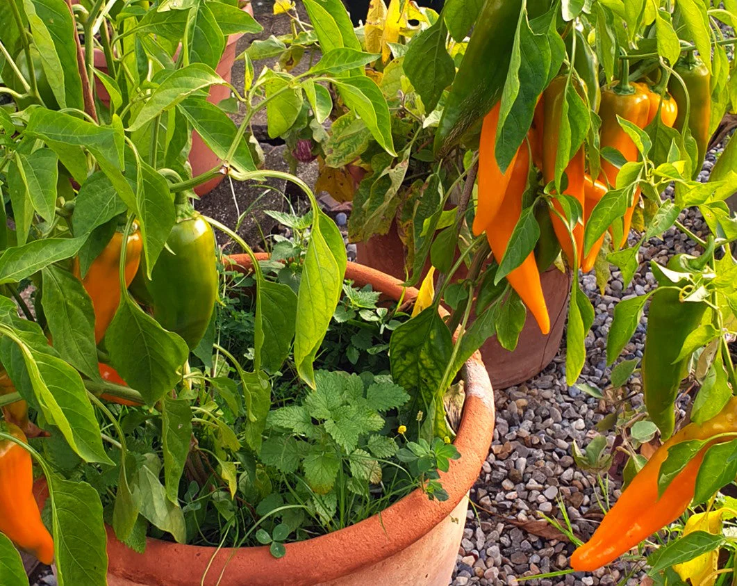 Golden Treasure Sweet Pepper (Italian Marconi) - Image 3
