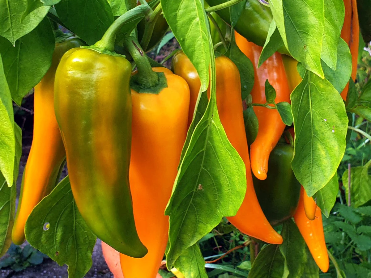 Golden Treasure Sweet Pepper (Italian Marconi) - Image 4