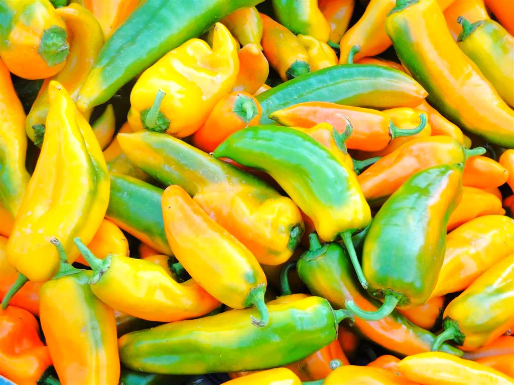 Golden Treasure Sweet Pepper (Italian Marconi) - Image 5