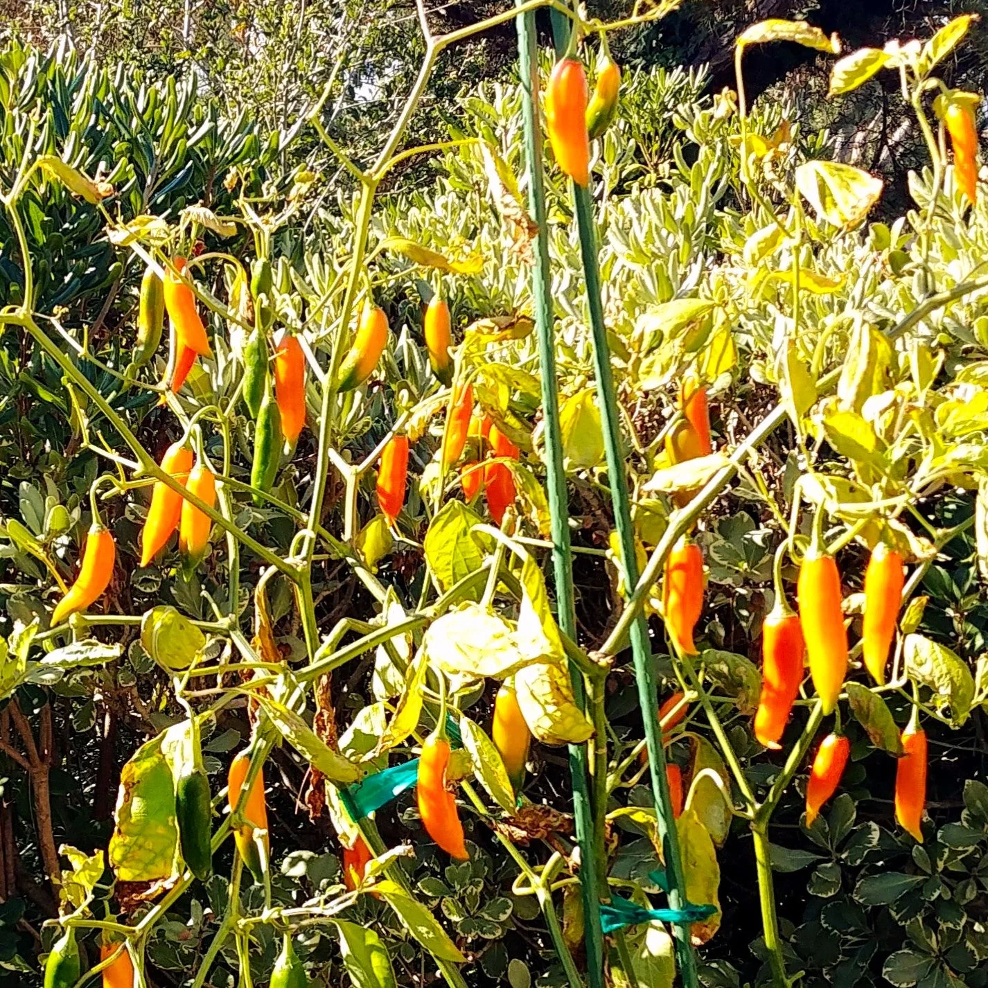 Golden Treasure Sweet Pepper (Italian Marconi) - Image 6