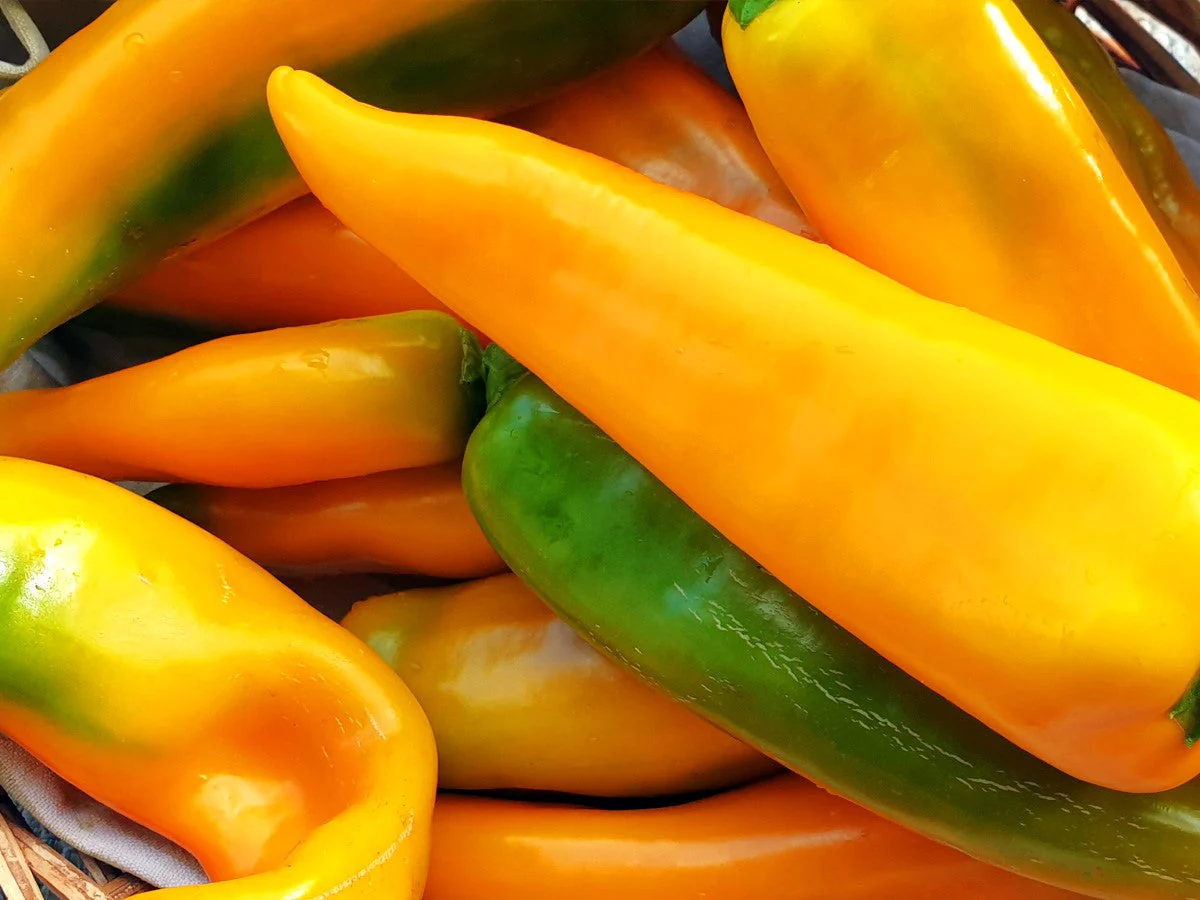 Golden Treasure Sweet Pepper (Italian Marconi) - Image 7