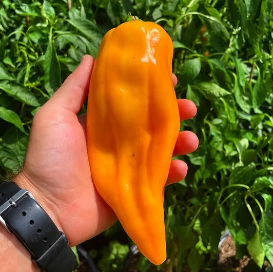 Golden Treasure Sweet Pepper (Italian Marconi) - Image 8