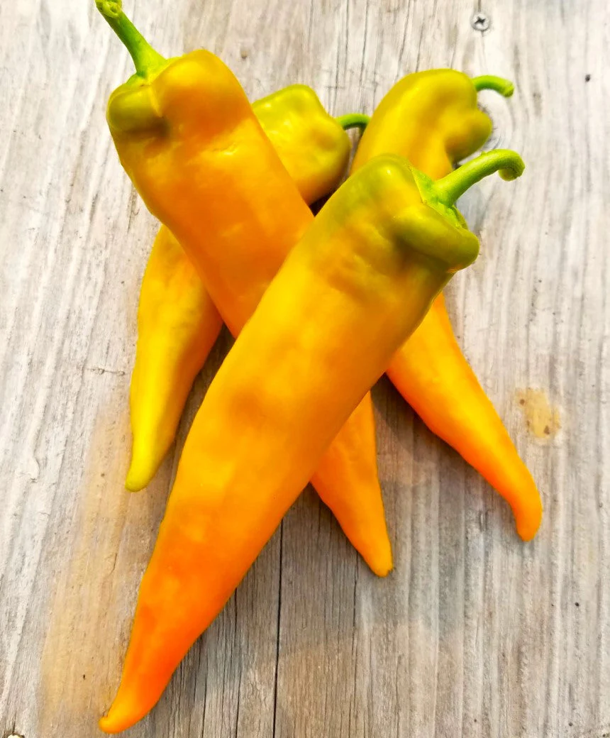 Golden Treasure Sweet Pepper (Italian Marconi) - Image 9