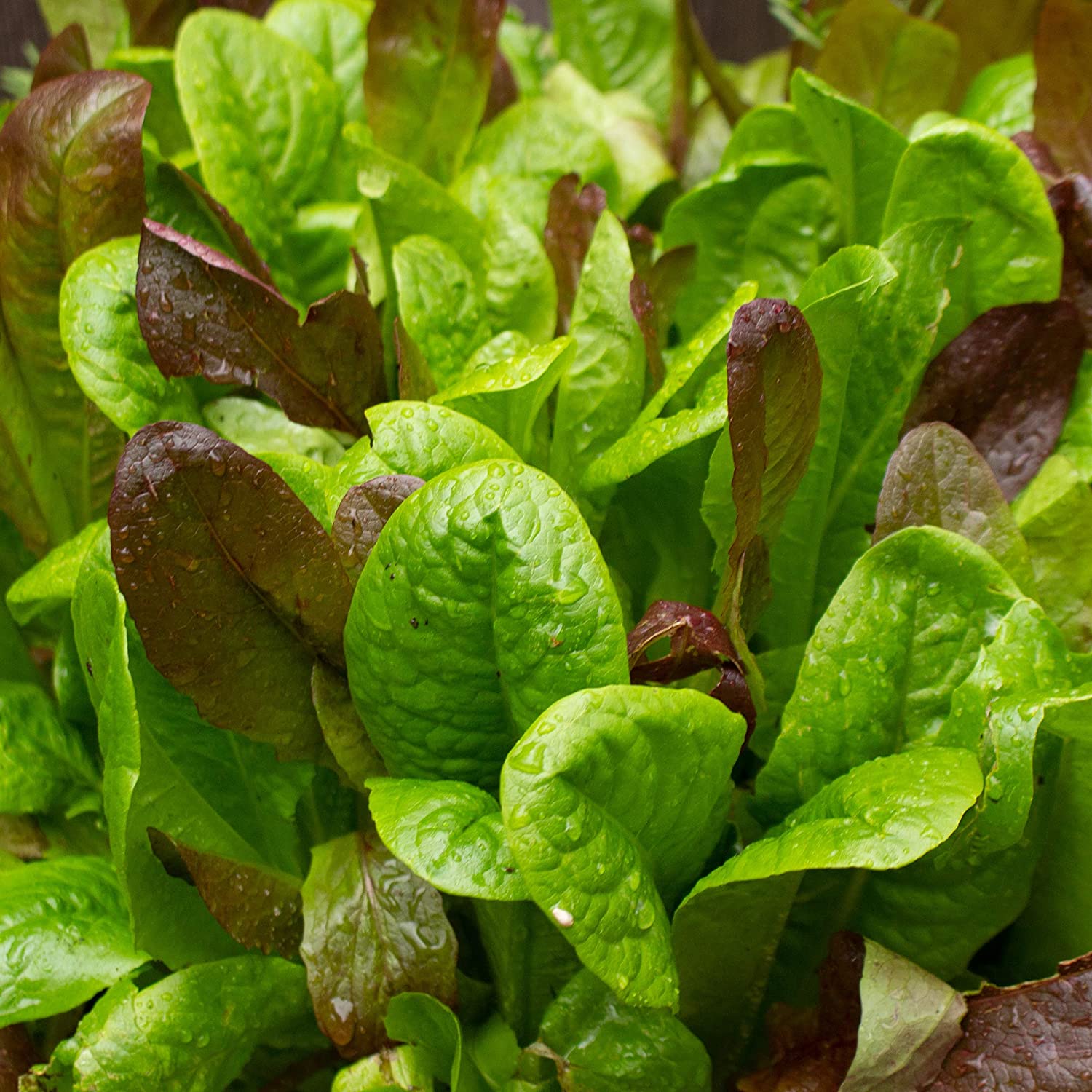 Gourmet Mix Lettuce - Image 3