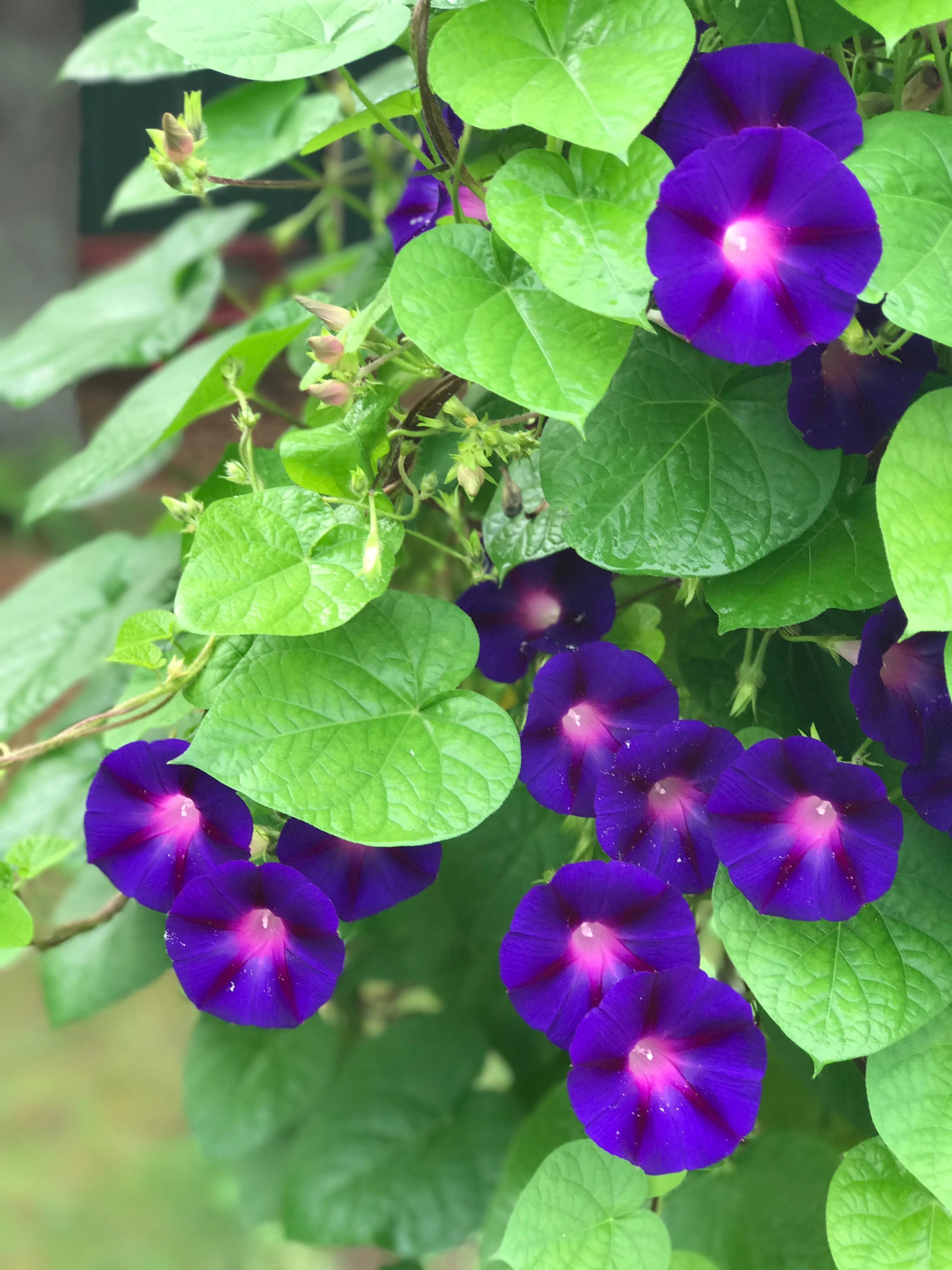 Grandpa Ott Purple Morning Glory - Image 3