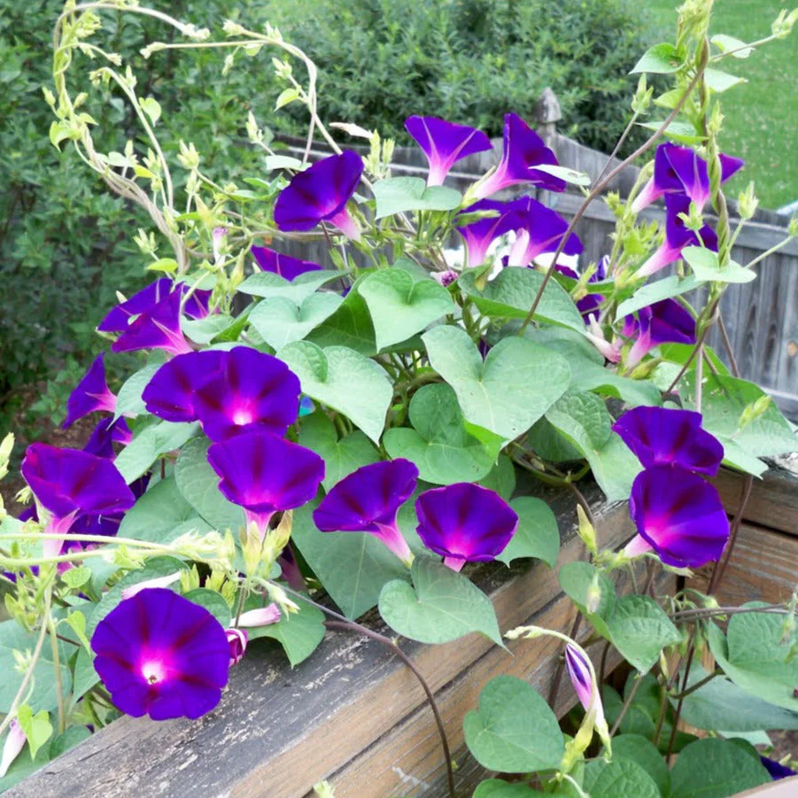 Grandpa Ott Purple Morning Glory - Image 4