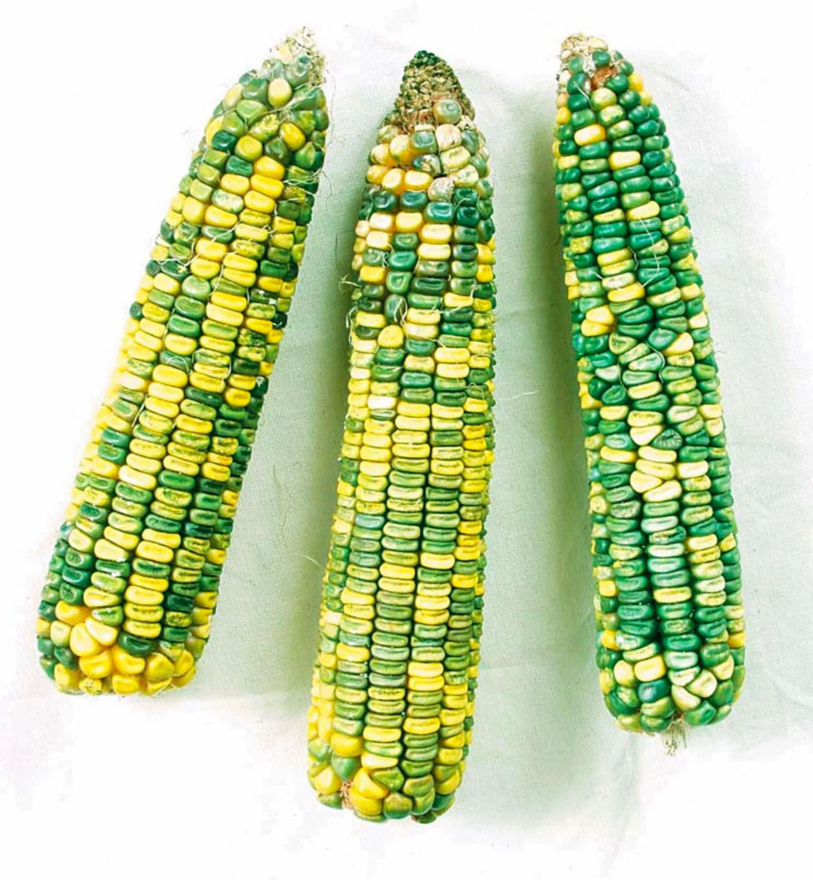 Green and Gold Dent Corn Ornamental - Image 2