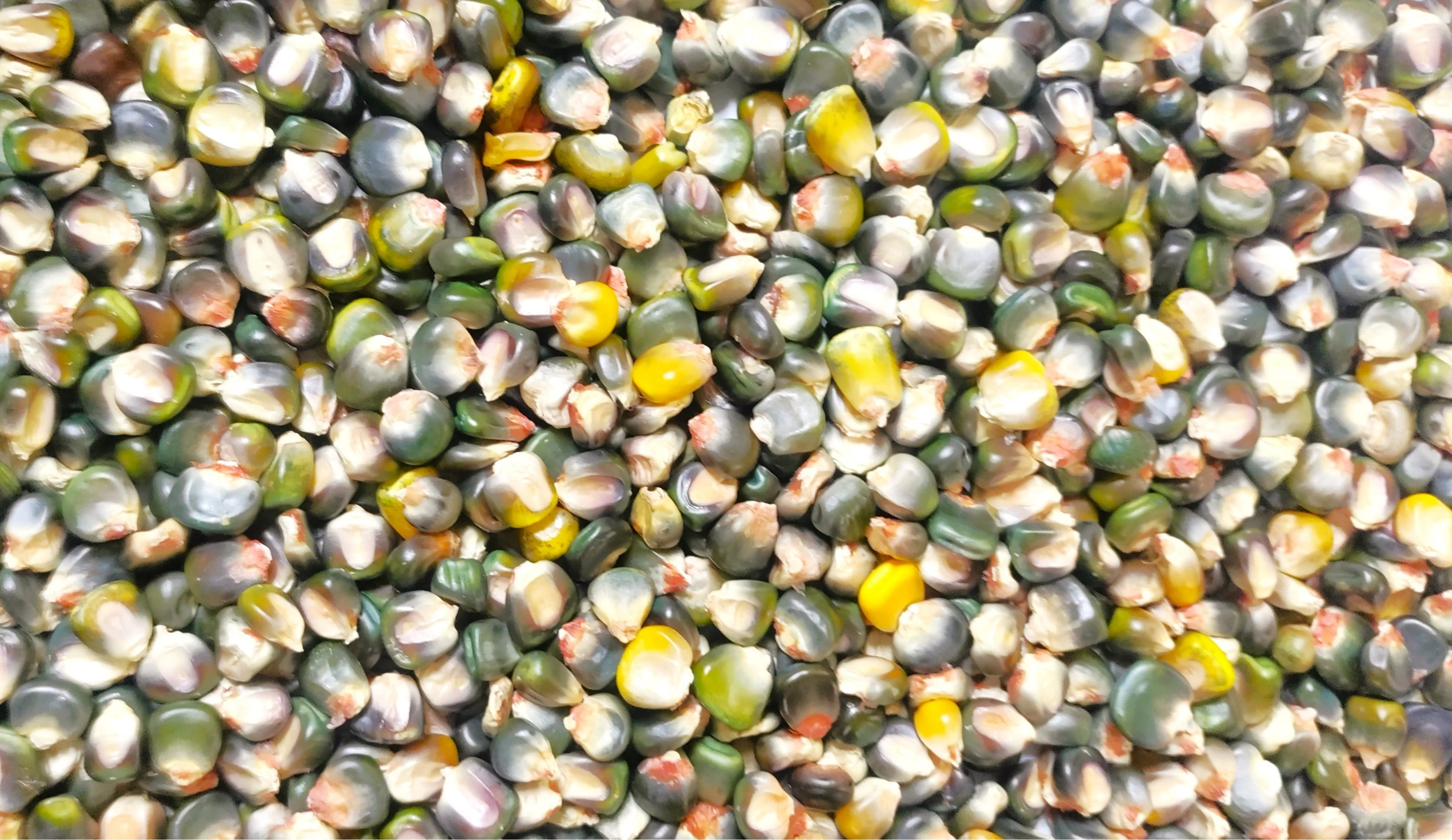 Green and Gold Dent Corn Ornamental - Image 3