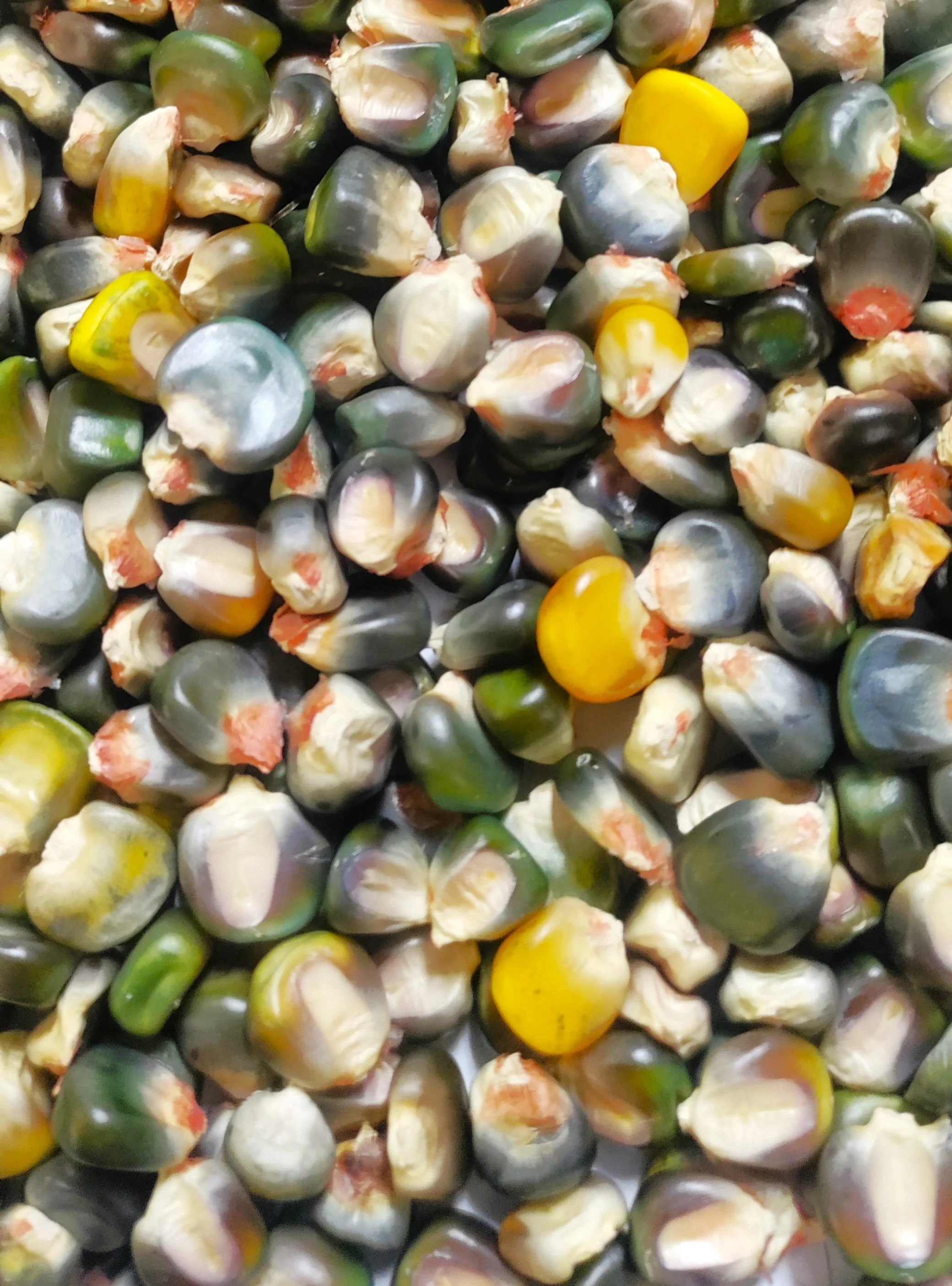 Green and Gold Dent Corn Ornamental - Image 4