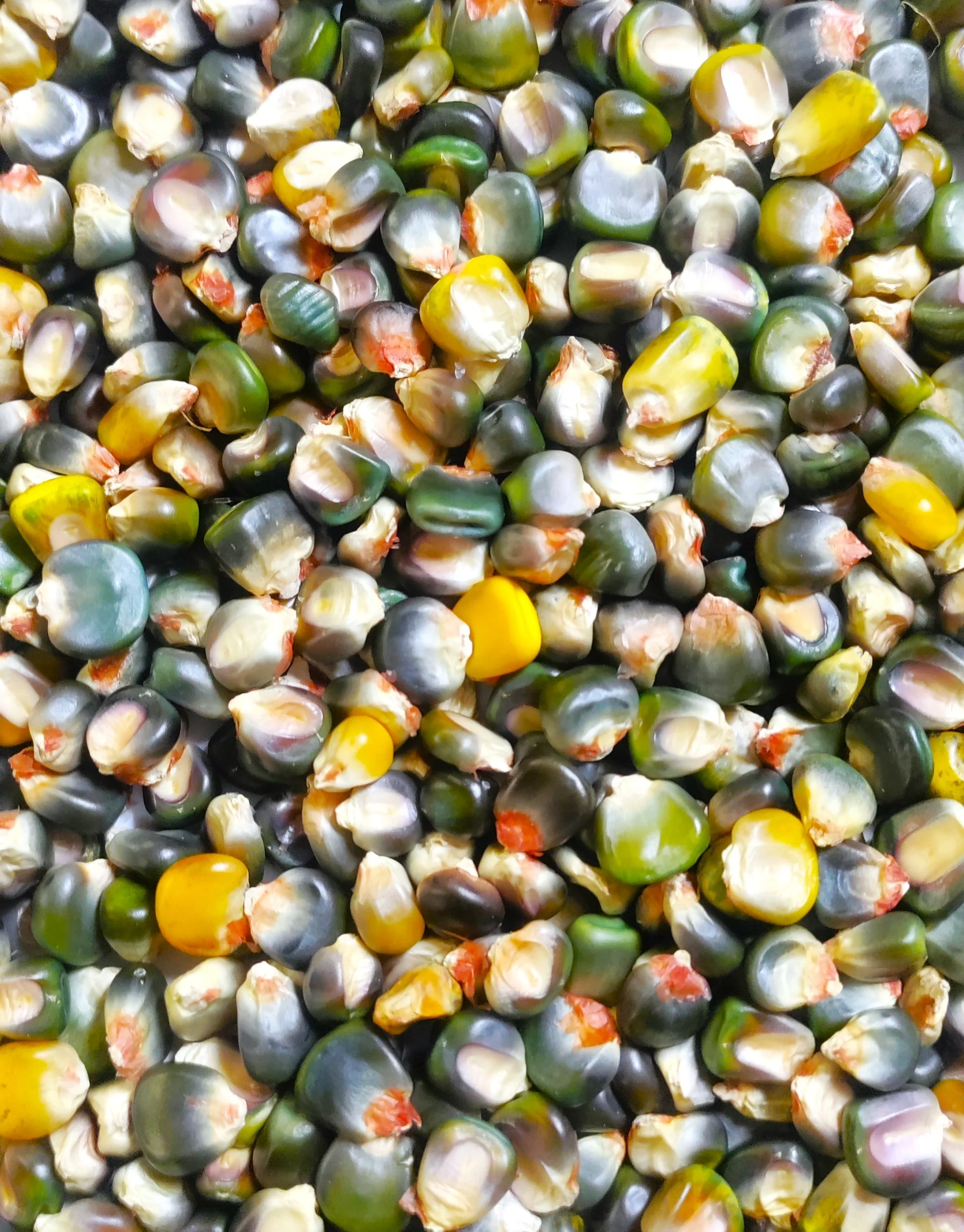 Green and Gold Dent Corn Ornamental - Image 5