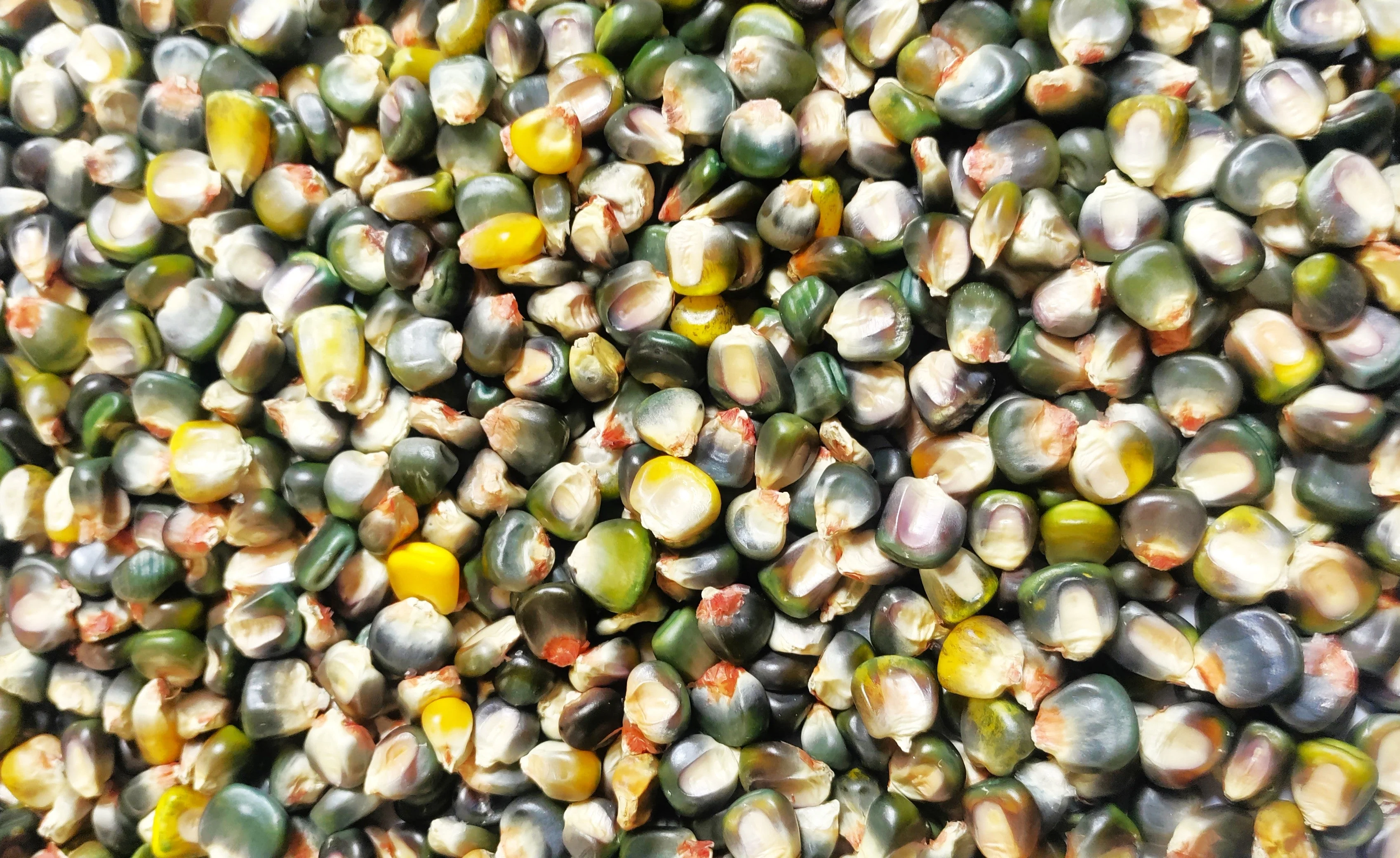 Green and Gold Dent Corn Ornamental - Image 6