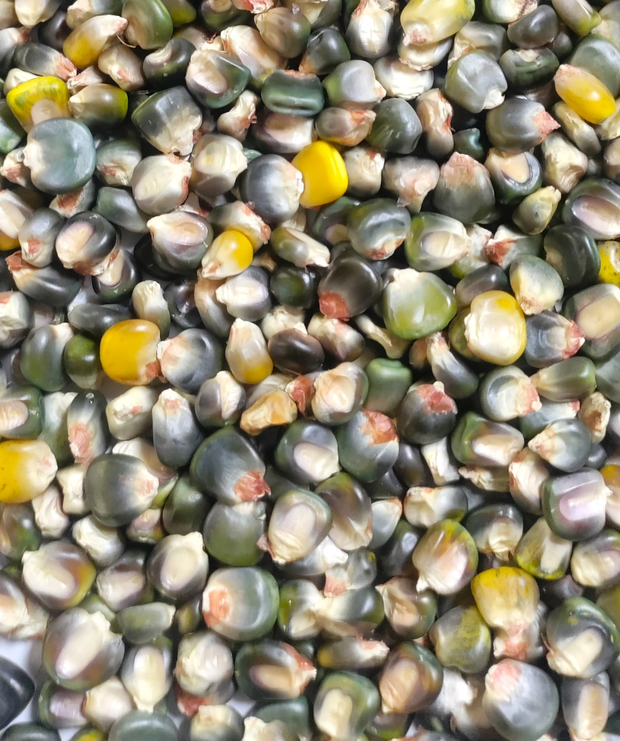 Green and Gold Dent Corn Ornamental - Image 7