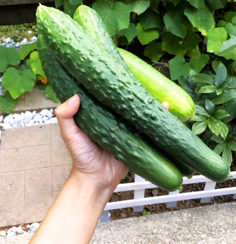 Green Dragon Burpless Cucumber - Image 4