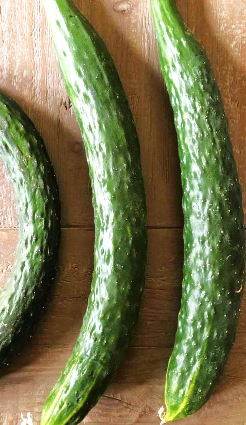 Green Dragon Burpless Cucumber - Image 5
