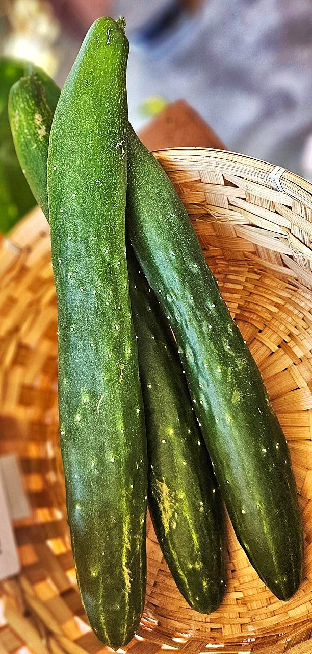 Green Dragon Burpless Cucumber - Image 7