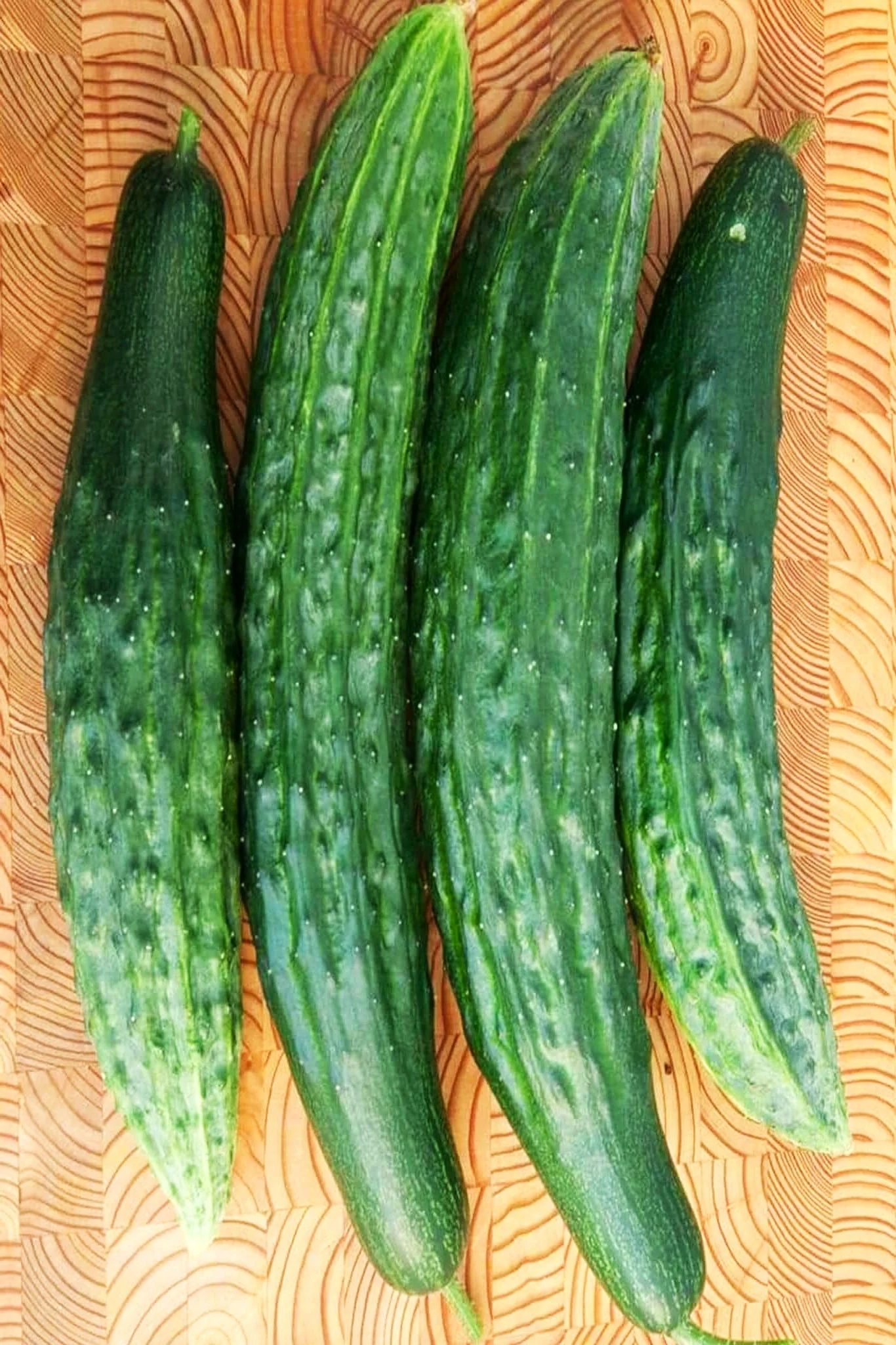 Green Dragon Burpless Cucumber - Image 8