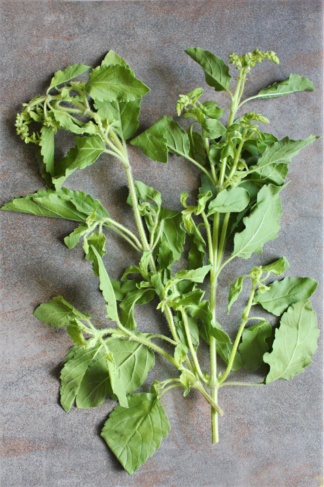 Green Leaf Holy Basil - Image 12