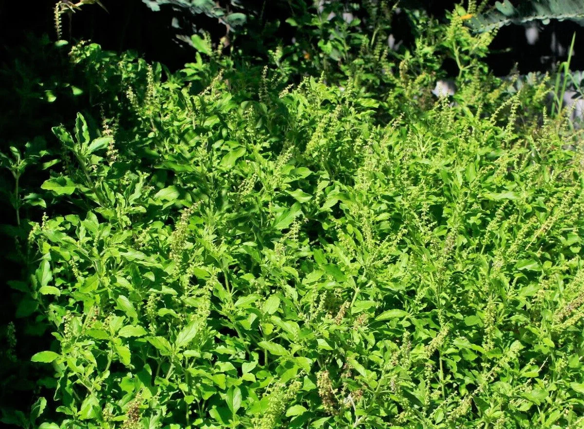 Green Leaf Holy Basil - Image 3