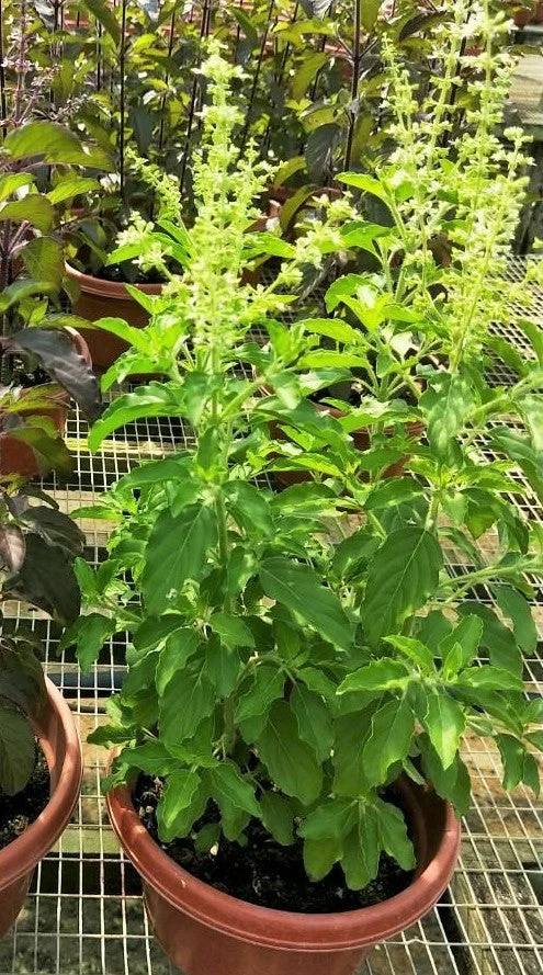 Green Leaf Holy Basil - Image 4