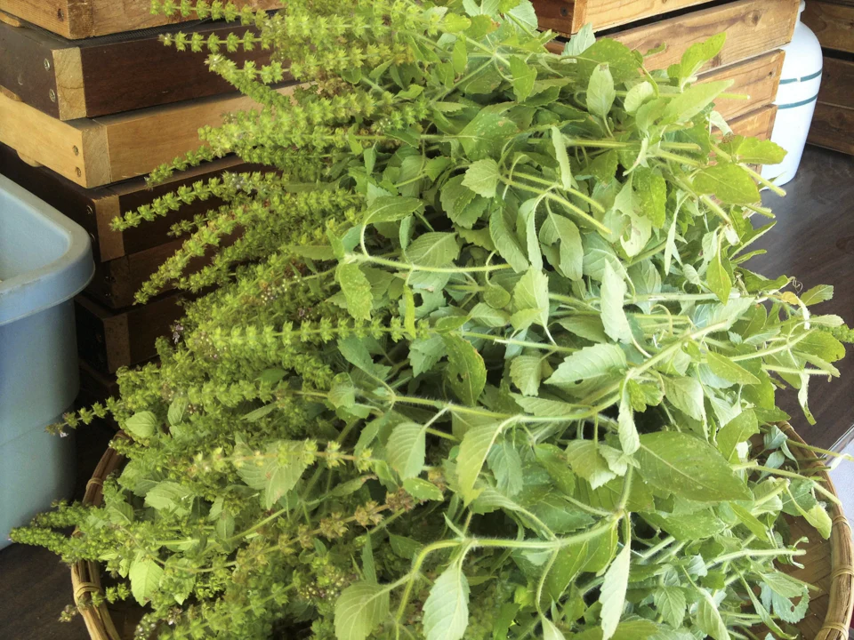 Green Leaf Holy Basil - Image 6