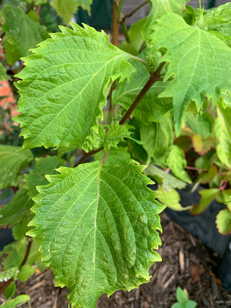 Green Perilla (Shiso) - Image 3