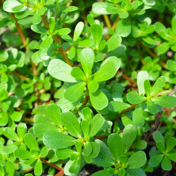 Green Purslane