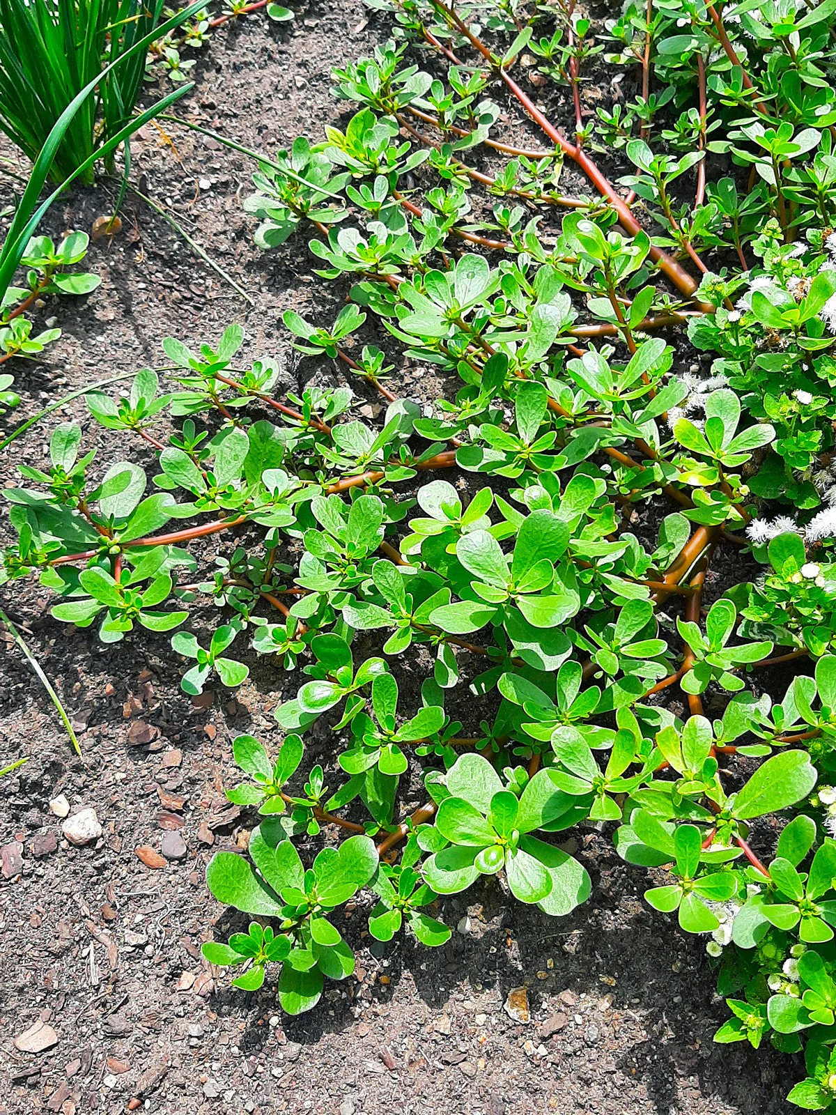 Green Purslane - Image 2