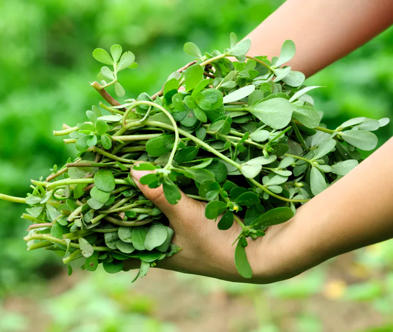 Green Purslane - Image 3
