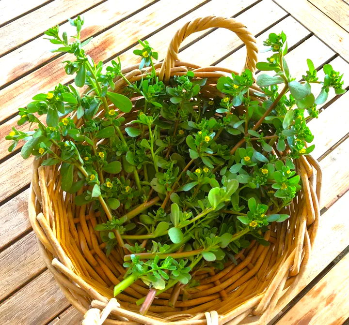 Green Purslane - Image 4