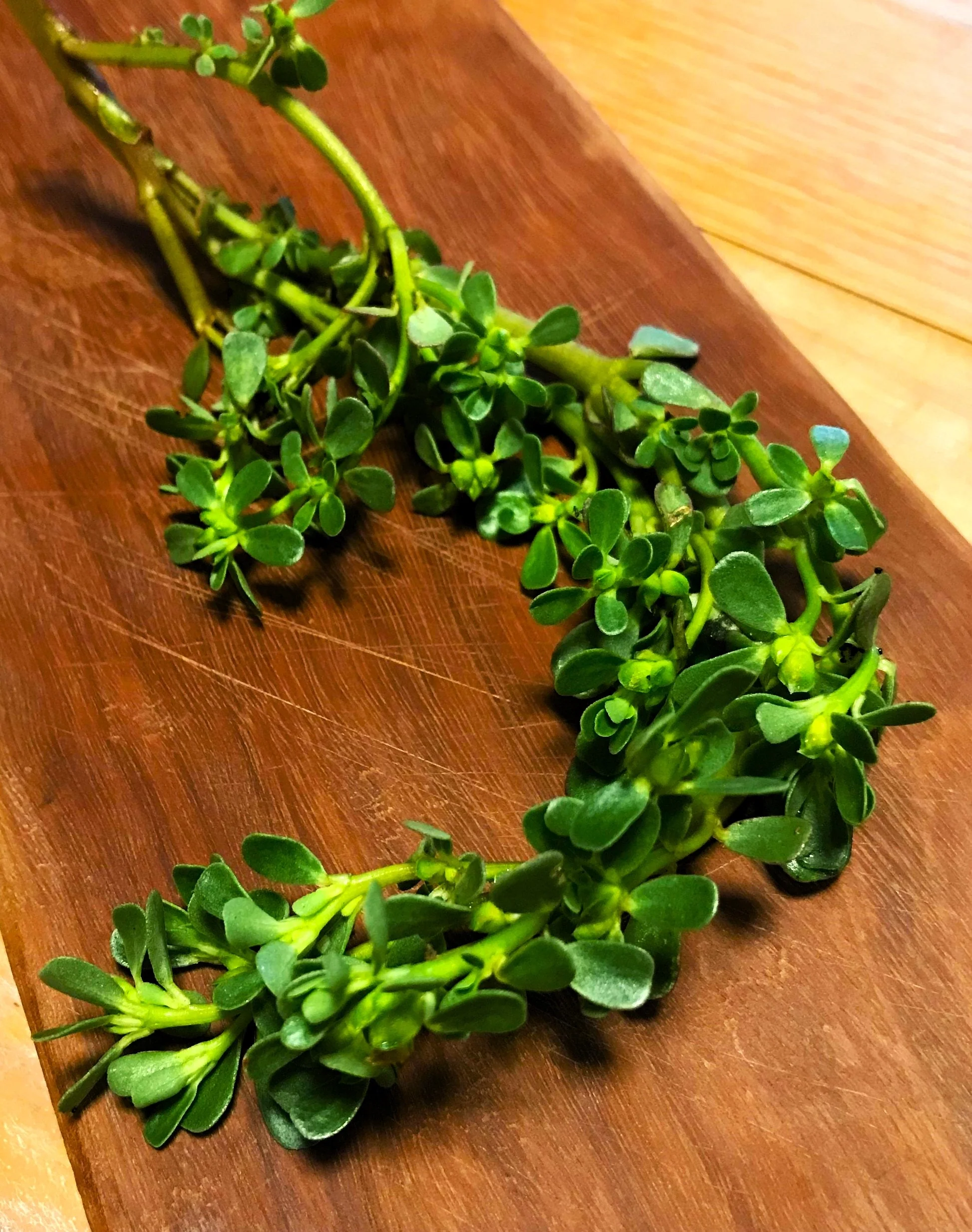 Green Purslane - Image 5