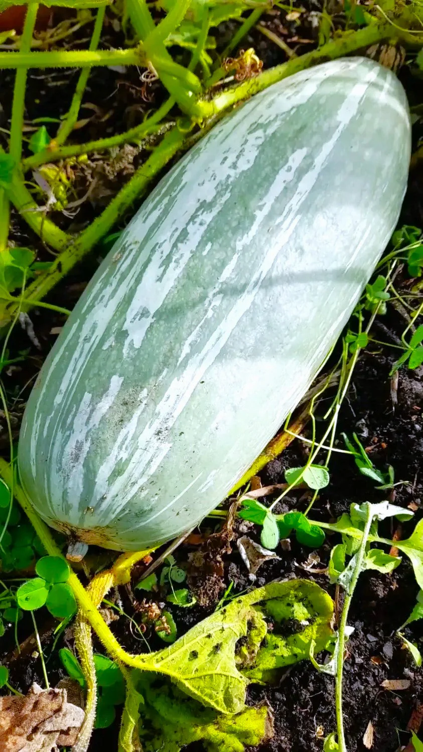 Guatemalan Blue Banana Squash - Image 2