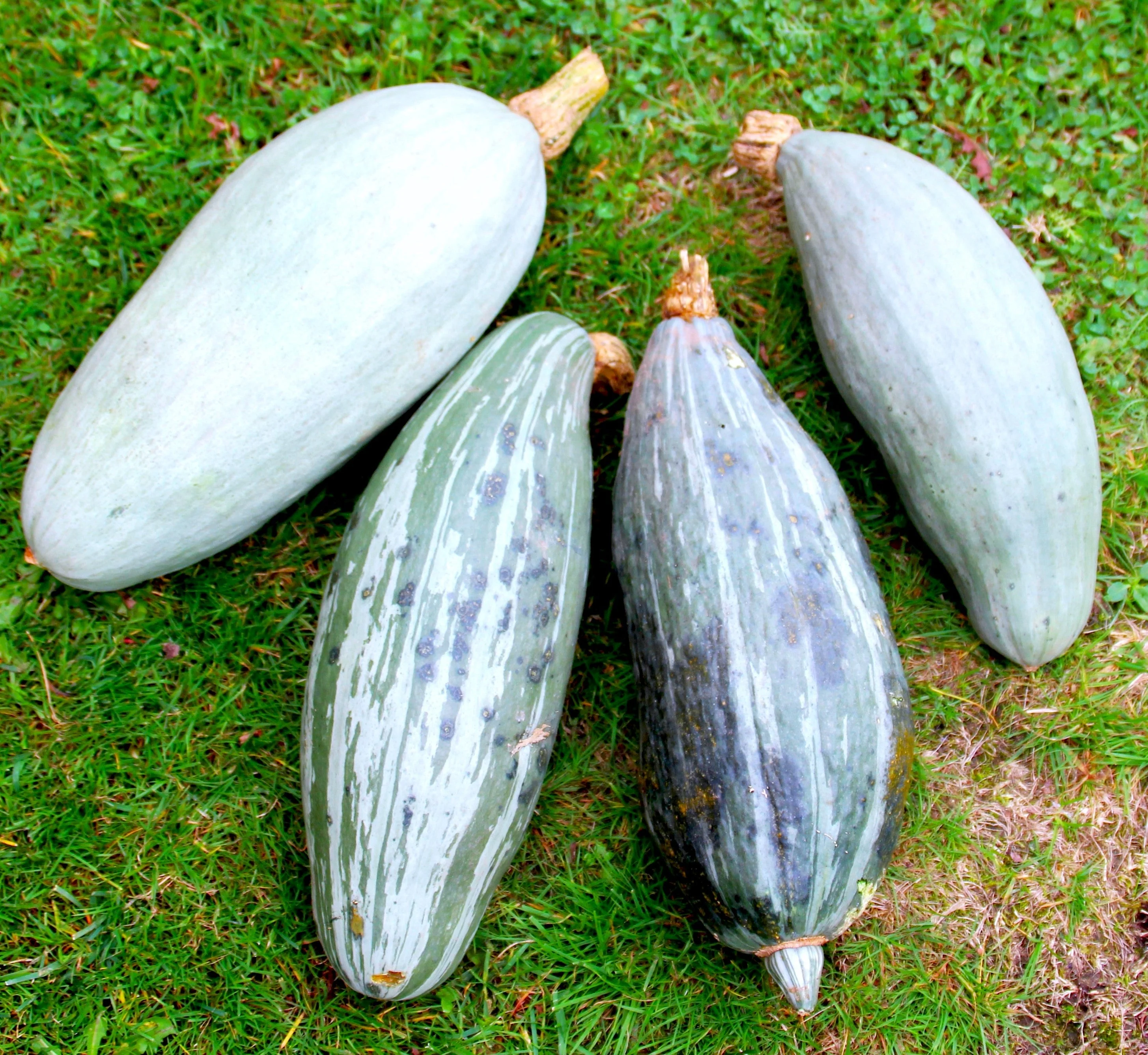 Guatemalan Blue Banana Squash - Image 3