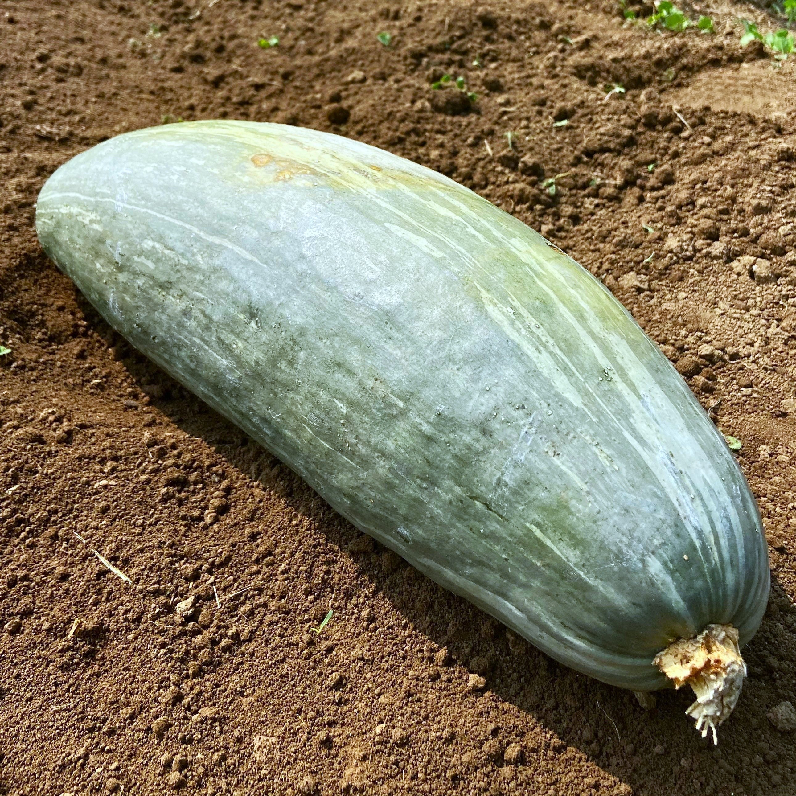 Guatemalan Blue Banana Squash - Image 4