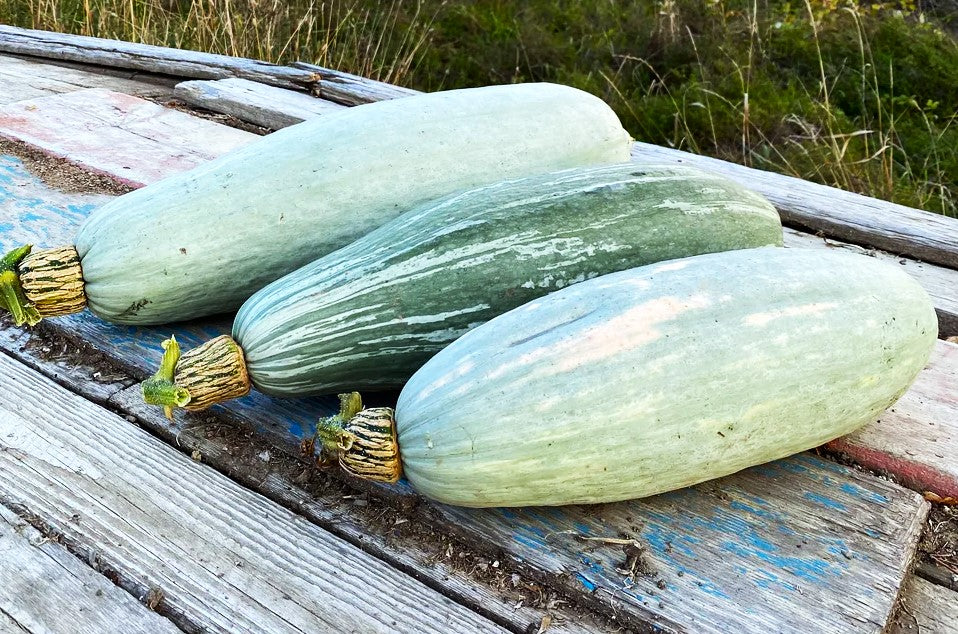 Guatemalan Blue Banana Squash - Image 5