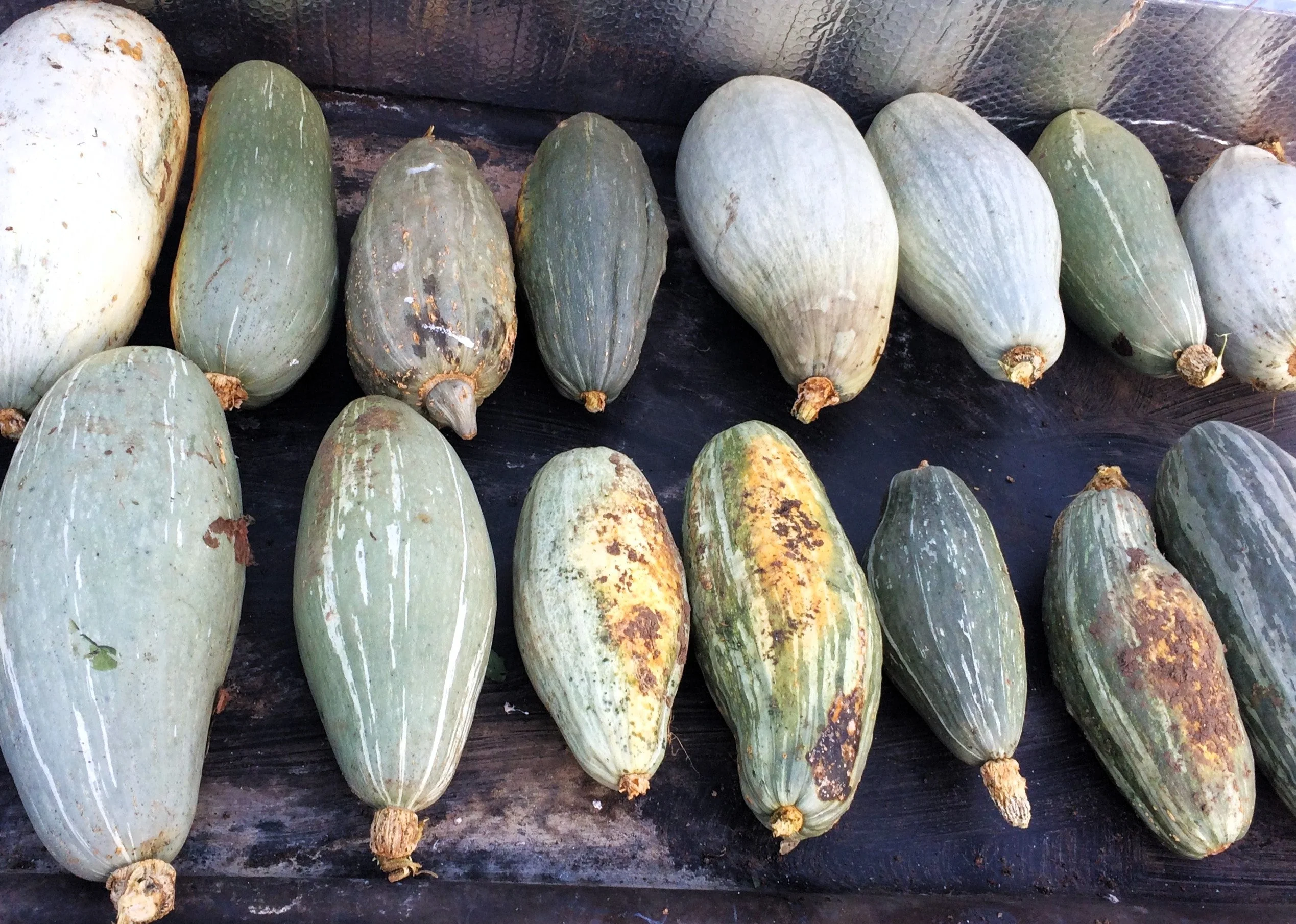 Guatemalan Blue Banana Squash - Image 7