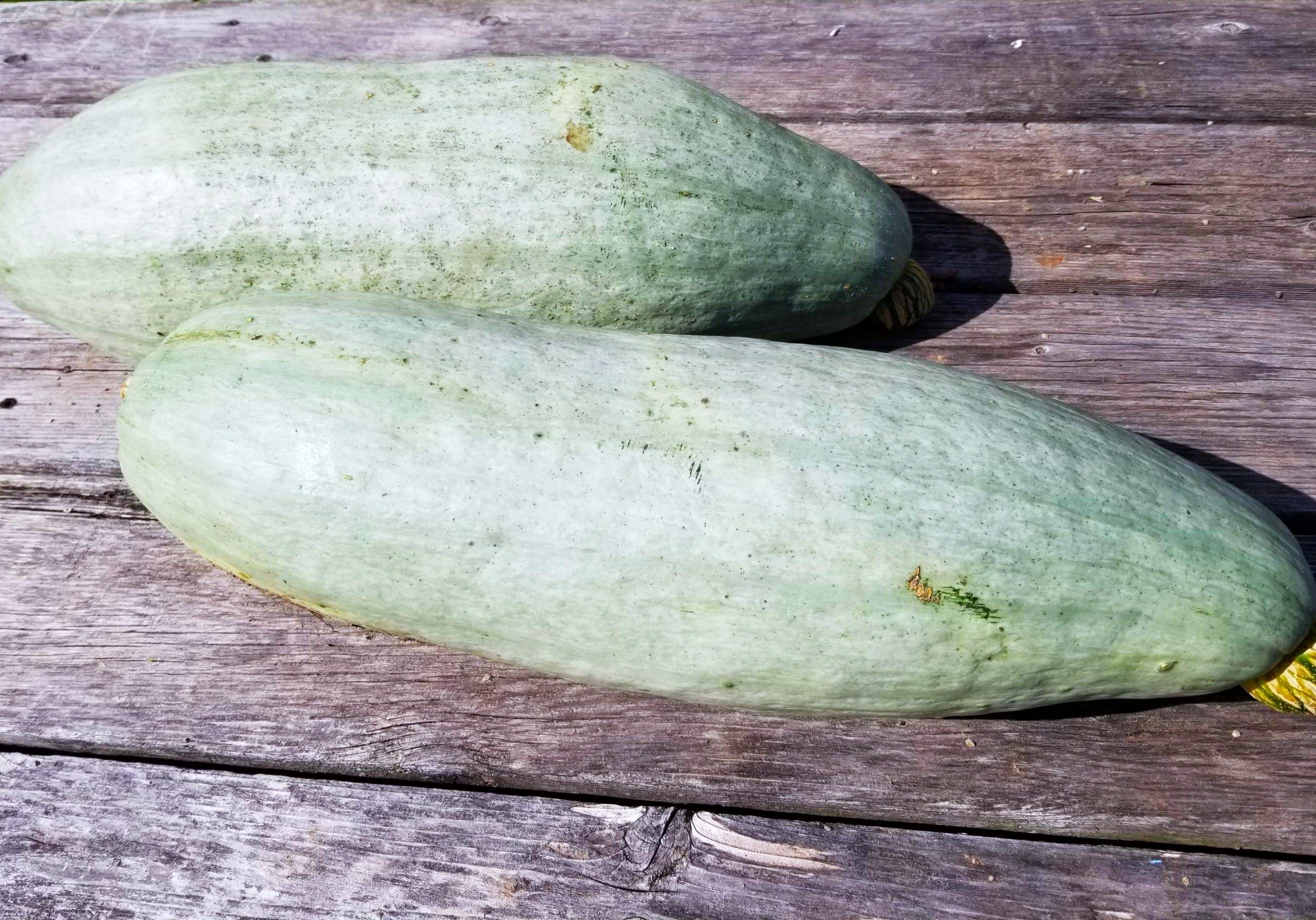 Guatemalan Blue Banana Squash - Image 8