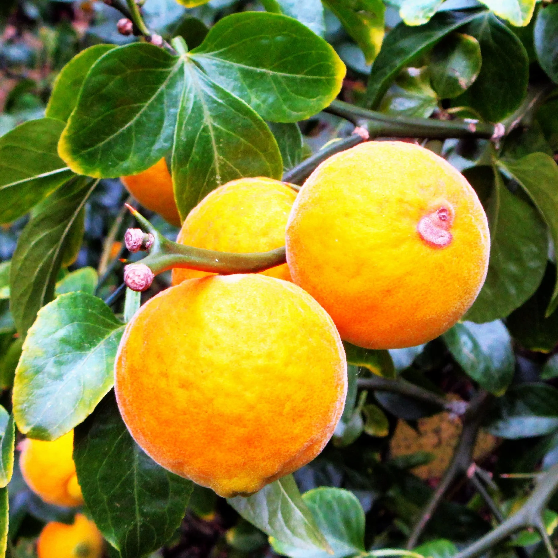 Hardy Orange Tree (Trifoliate)