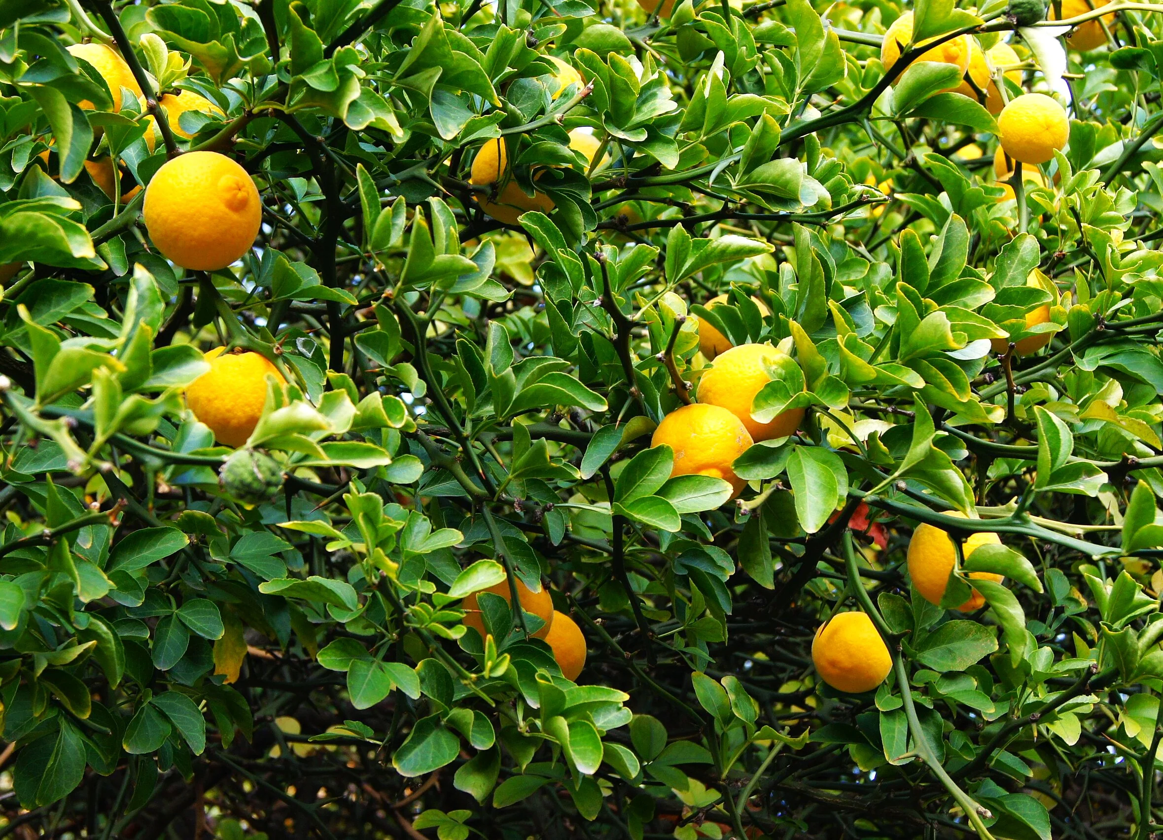 Hardy Orange Tree (Trifoliate) - Image 2