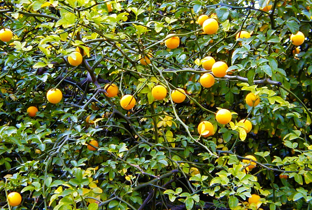 Hardy Orange Tree (Trifoliate) - Image 3