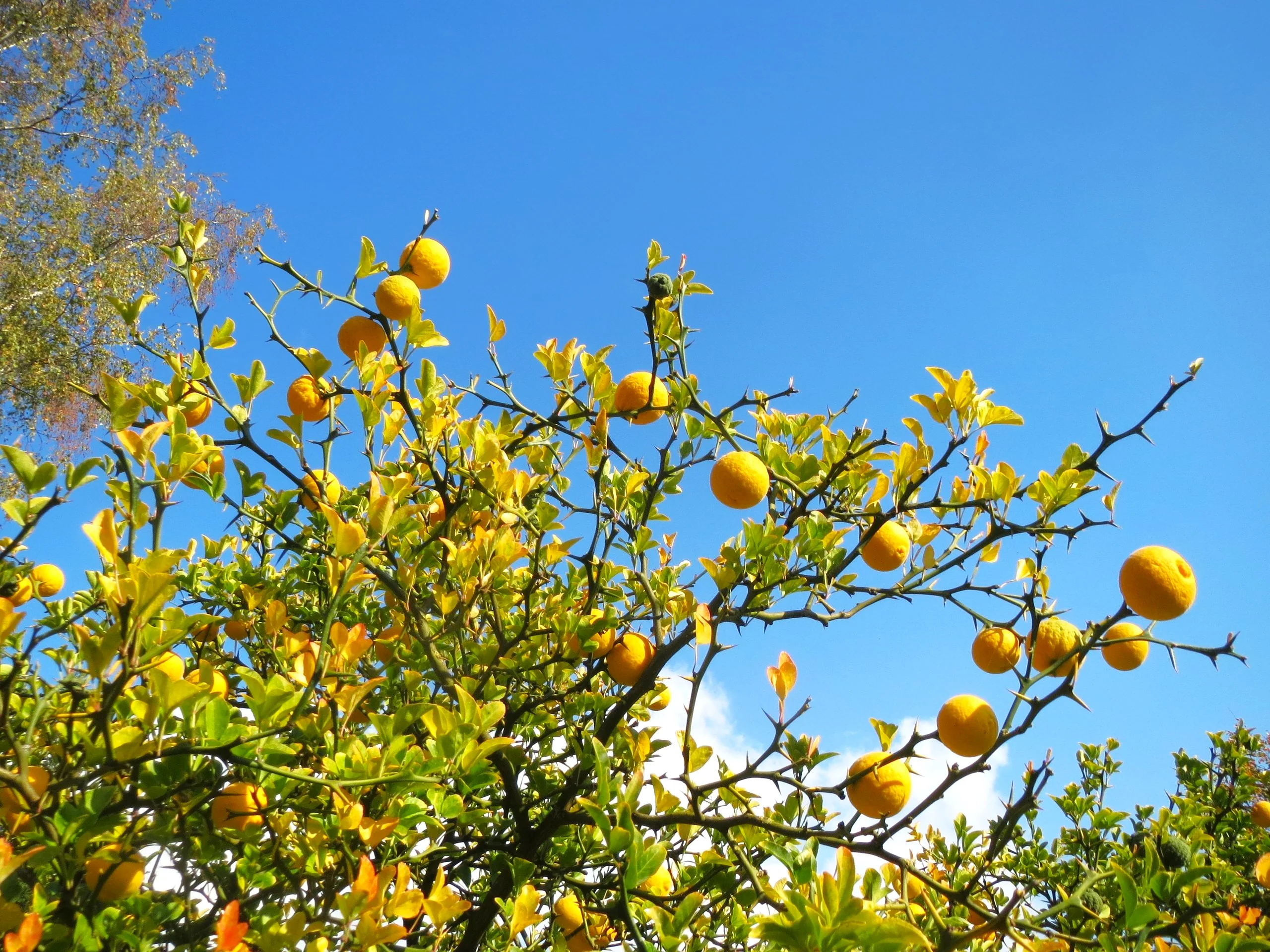 Hardy Orange Tree (Trifoliate) - Image 4