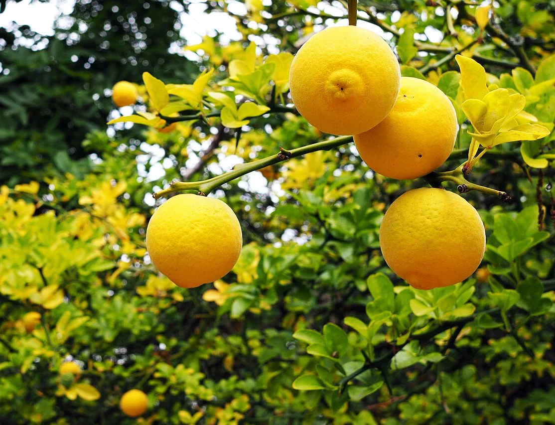 Hardy Orange Tree (Trifoliate) - Image 5
