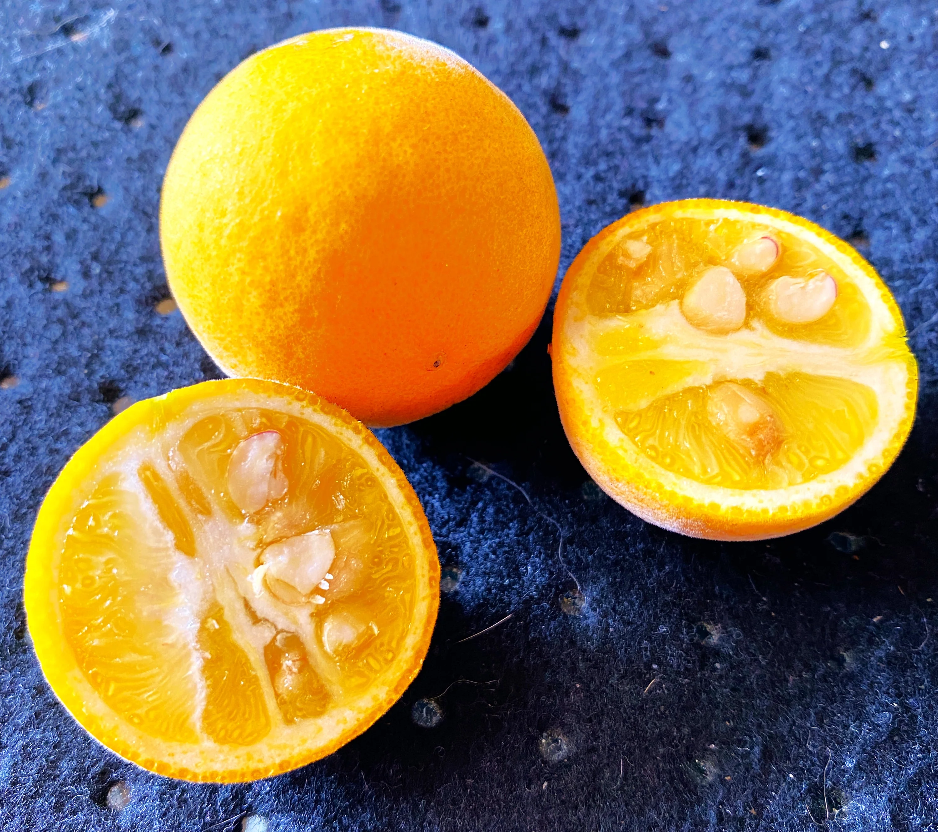Hardy Orange Tree (Trifoliate) - Image 6